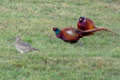 Phasianus colchicus