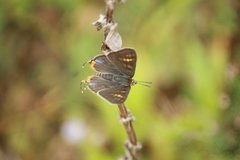 Cigaritis schistacea