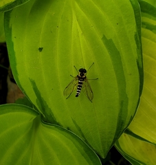 Chrysopilus ornatus