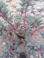 Halogeton glomeratus