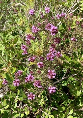 Thymus camphoratus