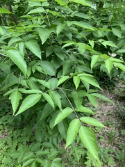 Acer negundo