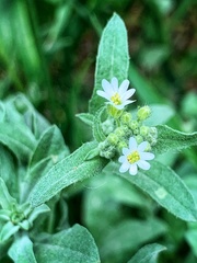 Berteroa incana