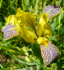 Iris variegata