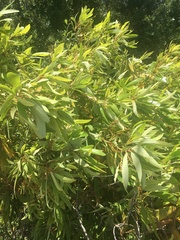 Asimina angustifolia