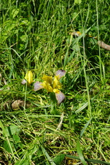 Iris variegata