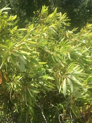 Asimina angustifolia