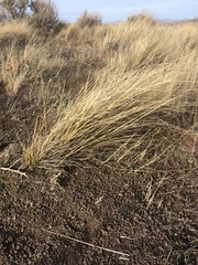 Festuca idahoensis