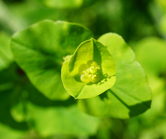 Euphorbia angulata