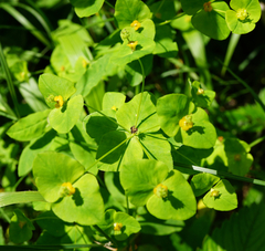 Euphorbia angulata