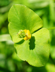 Euphorbia angulata