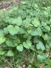 Glechoma hederacea