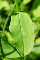 Euphorbia angulata
