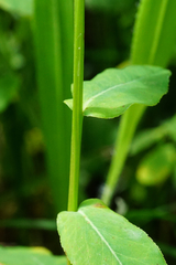 Euphorbia angulata