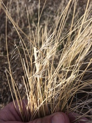Festuca idahoensis