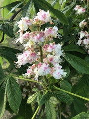 Aesculus hippocastanum