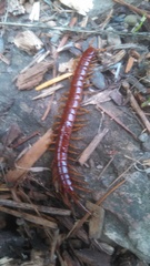 Scolopocryptops spinicaudus