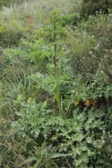 Opopanax chironium