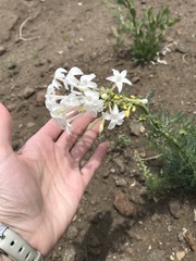 Ipomopsis aggregata candida
