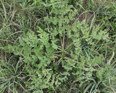 Opopanax chironium