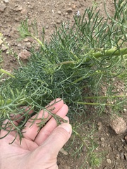 Ipomopsis aggregata candida