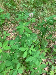 Trifolium pratense