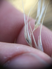 Festuca idahoensis