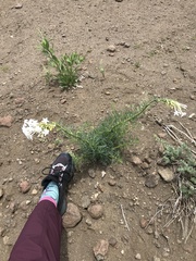 Ipomopsis aggregata candida