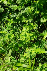 Euphorbia angulata