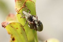 Polydrusus marginatus