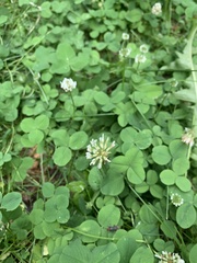 Trifolium repens