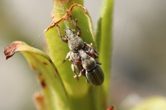 Polydrusus marginatus