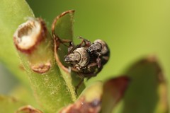 Polydrusus marginatus