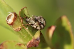 Polydrusus marginatus