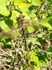 Cordulia aenea aenea