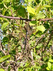 Cordulia aenea aenea