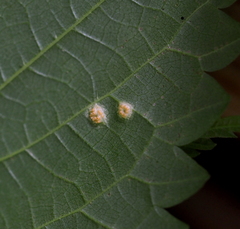 Puccinia iridis