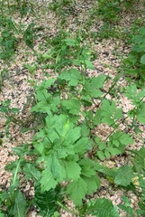 Geum urbanum