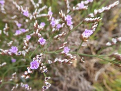Limonium ramosissimum