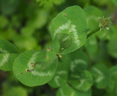 Uromyces trifolii-repentis