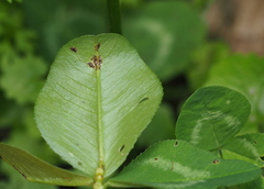 Uromyces trifolii-repentis