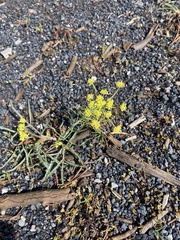 Lomatium foeniculaceum fimbriatum