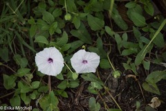 Ipomoea sagittifolia