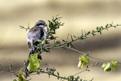 Lanius excubitoroides