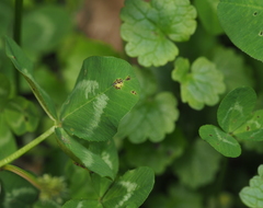 Uromyces trifolii-repentis