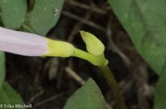 Ipomoea sagittifolia