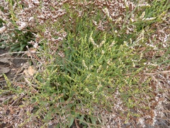 Limonium ramosissimum