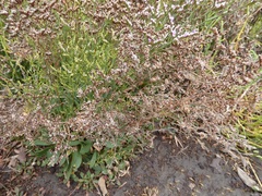 Limonium ramosissimum