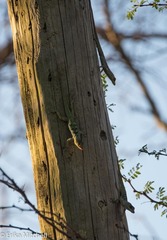 Anolis roquet salinei