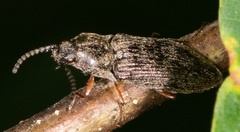 Hadromorphus inflatus